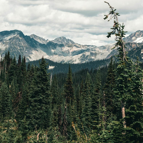 Guide de course en sentier à Revelstoke