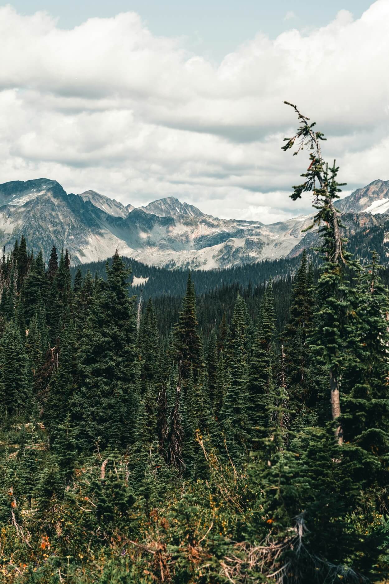 Guide de course en sentier à Revelstoke