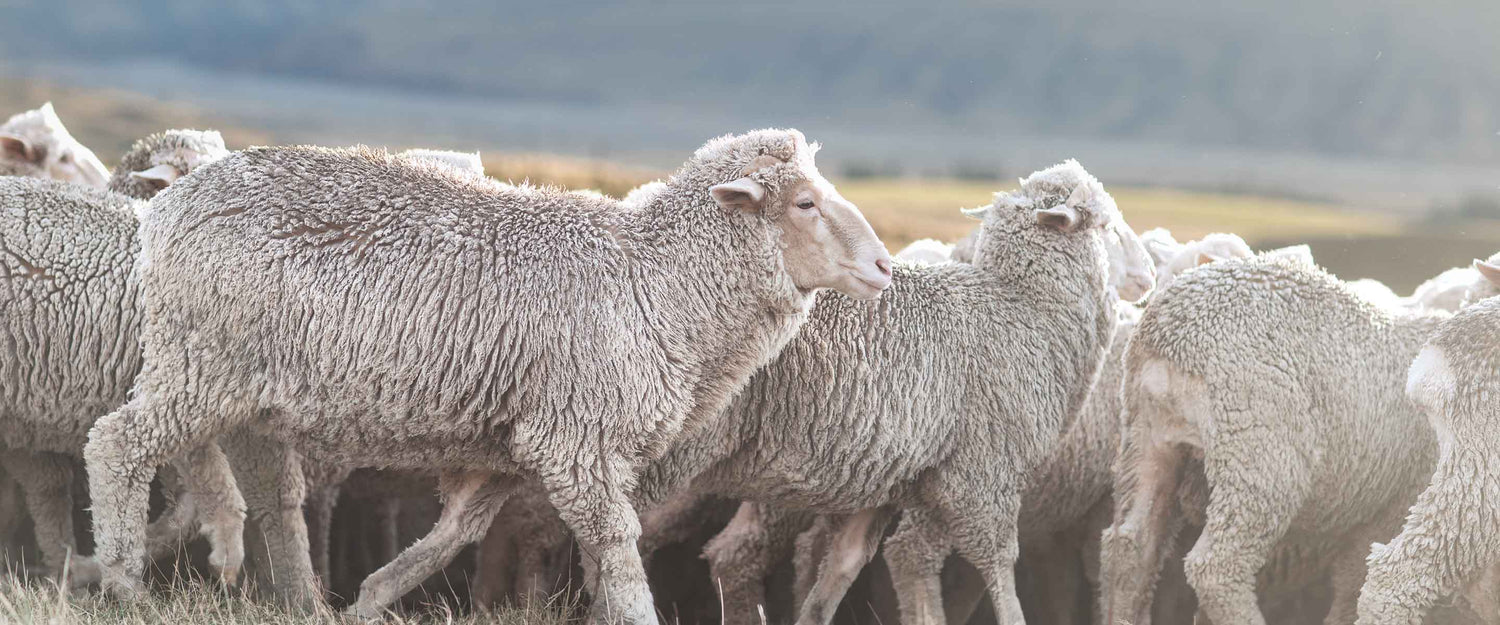 La laine mérinos