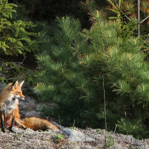 Guide de course en sentier au parc provincial Algonquin