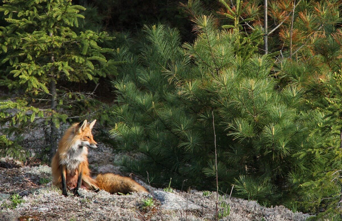 Guide de course en sentier au parc provincial Algonquin